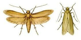 Close up of two moths, one with wings open and one with wings folded back