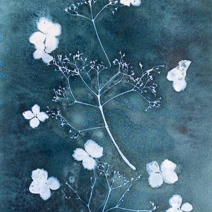 Cyanotype: The Basics & Beyond | Farnham Maltings