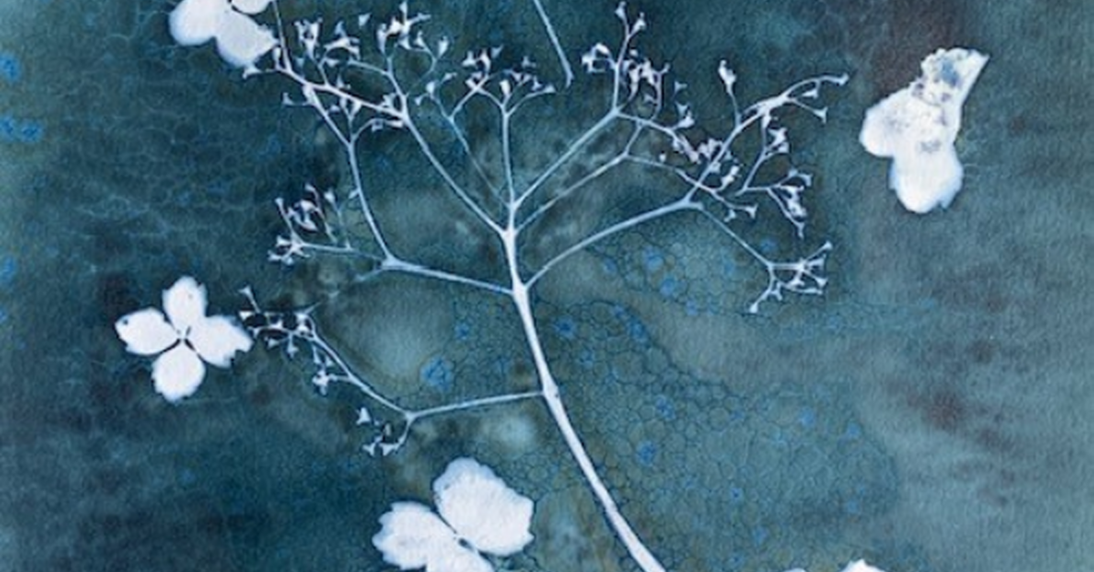 Cyanotype: The Basics & Beyond, from Farnham Maltings